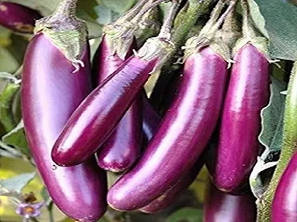 تصویر 2 از خرید و فروش بادمجان بنفش روشن با شرایط فوق العاده